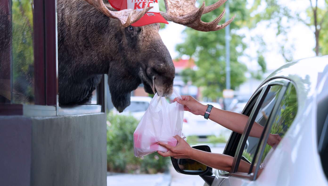 Thumbnail for With Government Shutdown Closing National Parks, Moose Forced to Find New Jobs