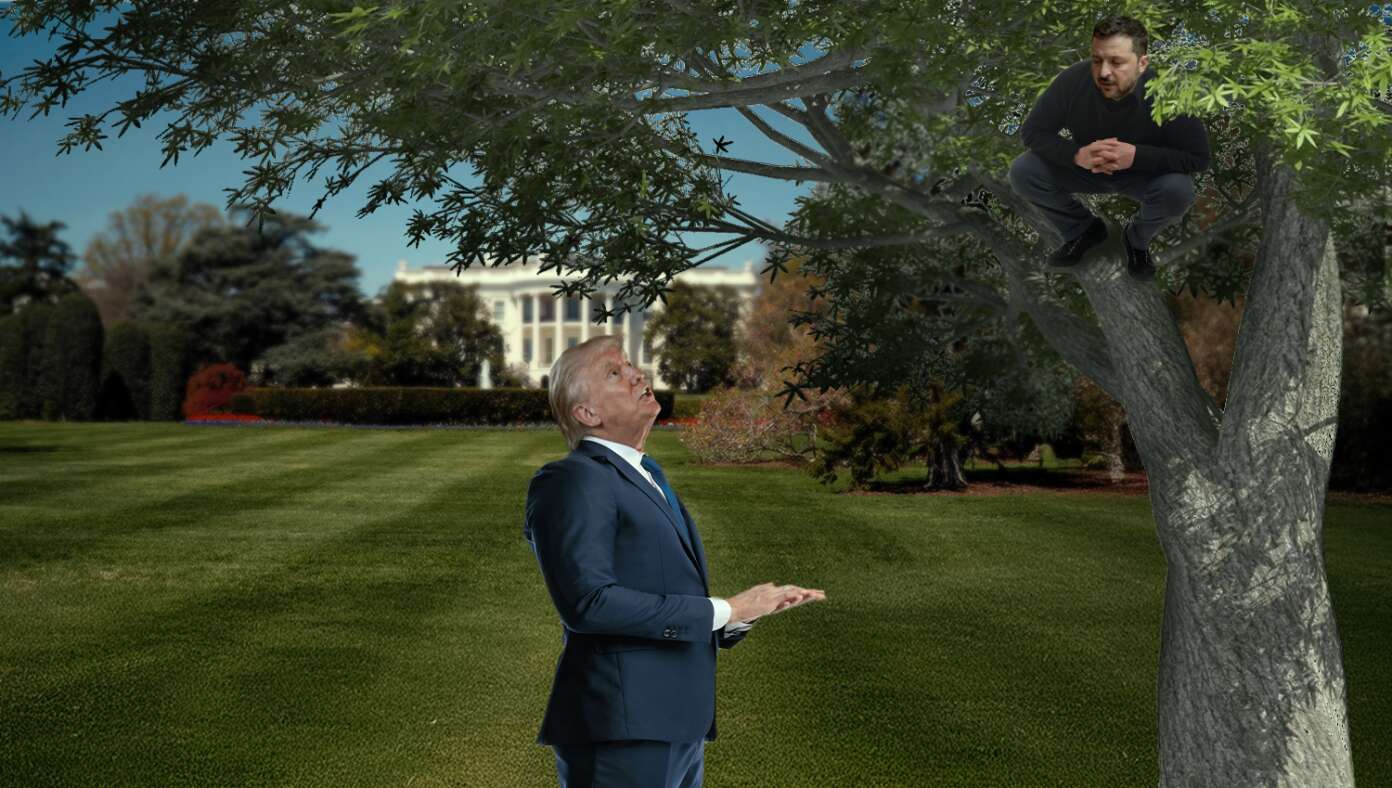 Zelenskyy Tries To Catch Glimpse Of Trump By Climbing White House Sycamore Tree - Article image