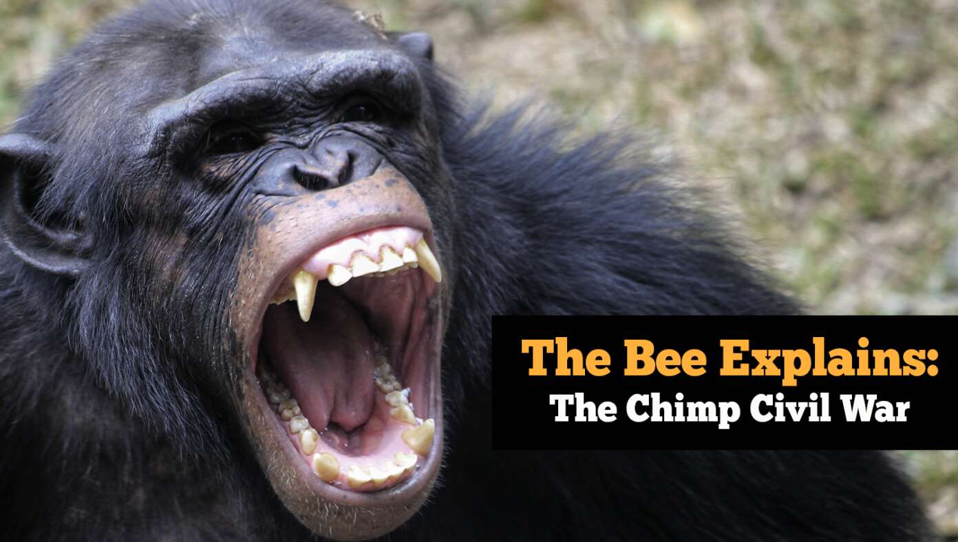 The Bee Explains: The Chimp Civil War - Article image