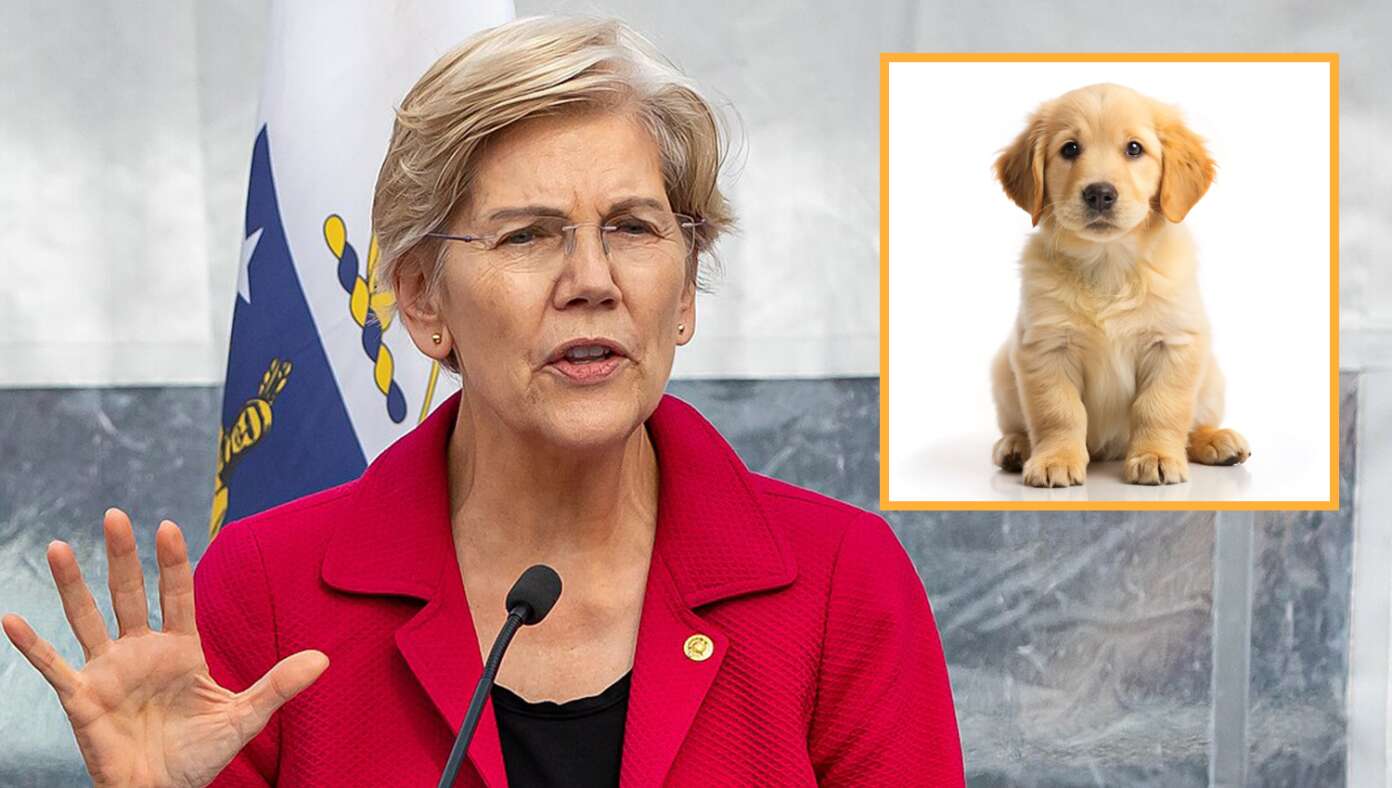 Elizabeth Warren Vows New Tax On Puppies - Article image