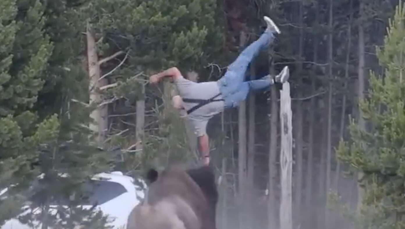 National Park Service Reminds Americans Not To Approach Bison, But If You Do, Make Sure Someone Captures A Hilarious Video Of It - Article image
