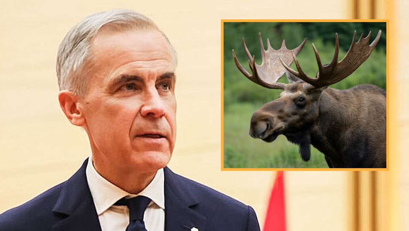 Canada Vows To Retaliate Against Trump With Crippling Moose Tariff - Featured article image